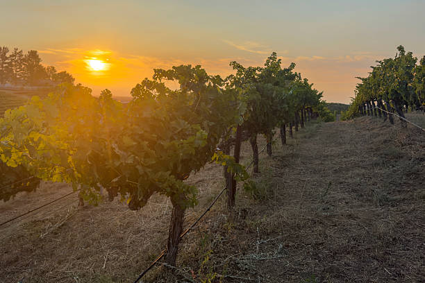 istock Vineyard sunset, California 2230311601