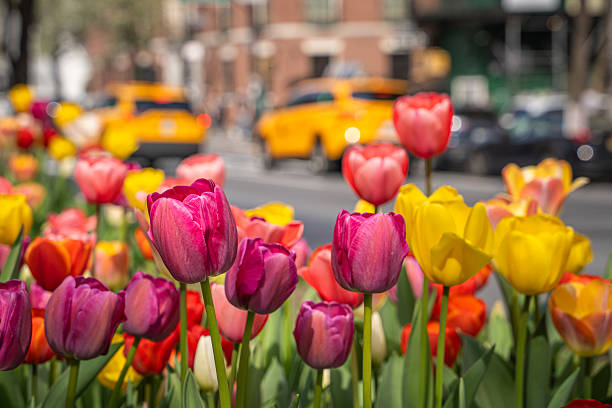 istock Colorful tulips in Manhattan 2230316989