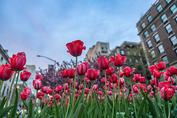 istock Tulips reaching for the sky 2230317982