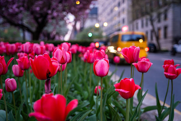 istock Pink tulips in Manhattan 2230317983