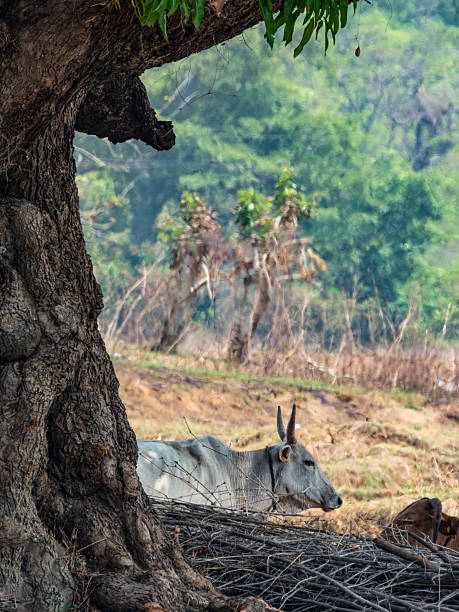 istock Cow resting in a shadow below tree village shot 2230318920