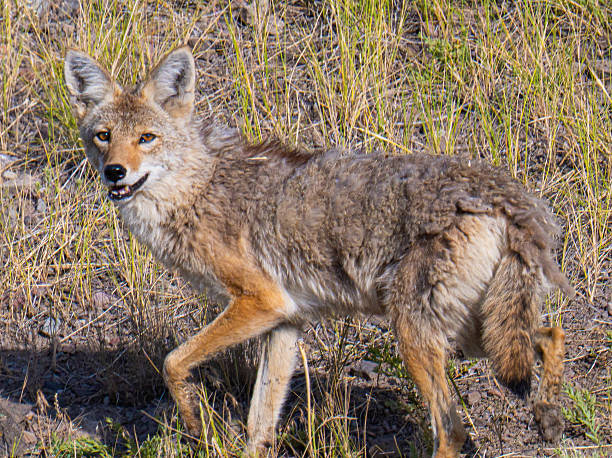 istock Coyote searching for food 2230319479