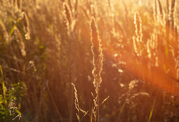 Fluffy ears of corn at sunset