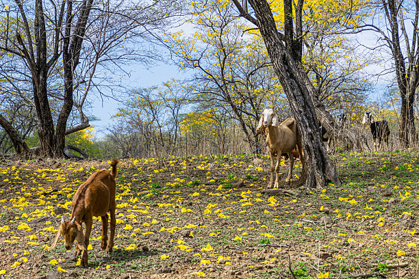 istock A goats (chivas) in flowering guayacanes forest 2230322143