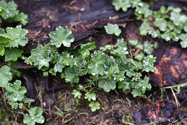 Rain drops on green leaves of Alchemilla on forest soil