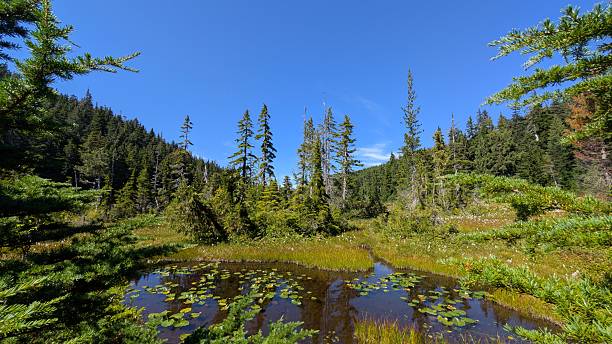 istock Beautiful alpine pond surrounded by pine trees and meadow under blue sky 2230323025