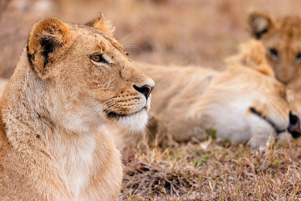 istock Female Lioness 2230324246