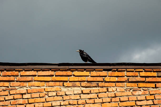 istock A solitary crow stands on the edge of a brick wall under a dramatic cloudy sky, creating a striking contrast in the afternoon light 2230325396