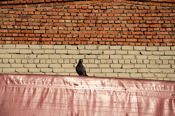 A black bird stands on a ledge with a colorful brick wall behind it during a clear day, adding life to the urban setting.