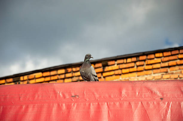 istock A gray pigeon stands on a bright red surface, surveying its surroundings while the sun illuminates the rustic brick buildings behind it 2230325401