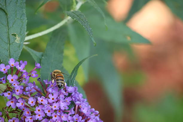 Honey bee on a buddleia flower spike.