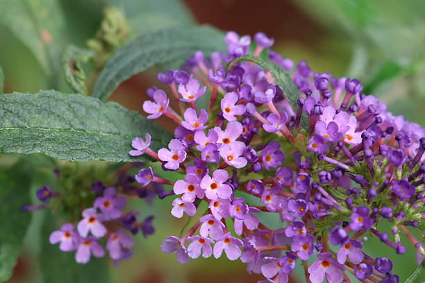 istock Purple Butterfly Bush 2230326175