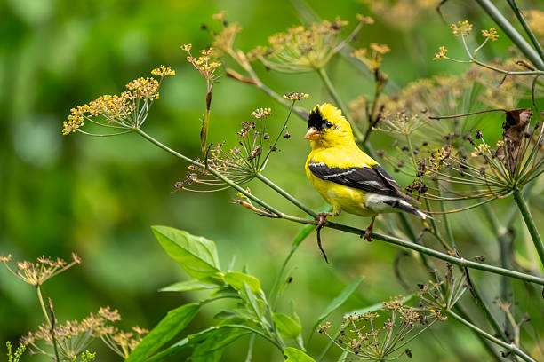 istock A male goldfinch perched on a plant stem 2230329557