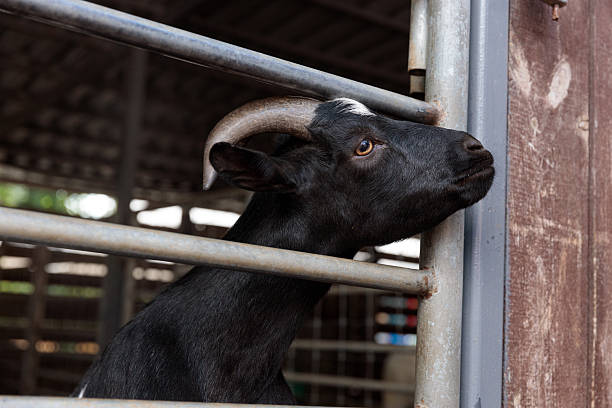 istock Curious Goat Looking Through a Metal Gate in a Farm Enclosure, Showcasing Its Unique Features and Personality in a Barn Environment 2230331302