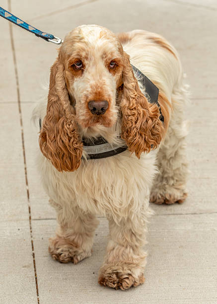 istock Close up three-quarter front view full length brown and beige Cocker Spaniel dog on leash outdoors on sidewalk. 2230331670