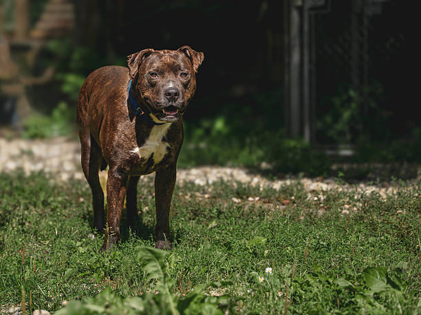 istock Brindle dog standing on grass with sunlight in an animal shelter 2230331727