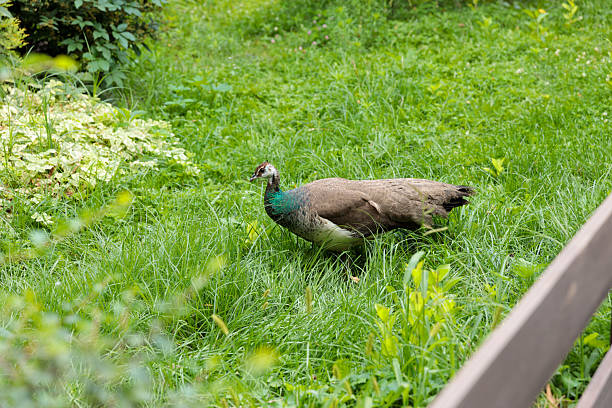 istock A Beautiful Peacock Gracefully Wandering Through a Lush Green Garden, Surrounded by Various Plant Life and Serene Natural Scenery Under Soft Sunlight 2230331861
