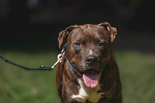 istock Brindle pit bull terrier on leash in sunlit park in an animal shelter 2230332117