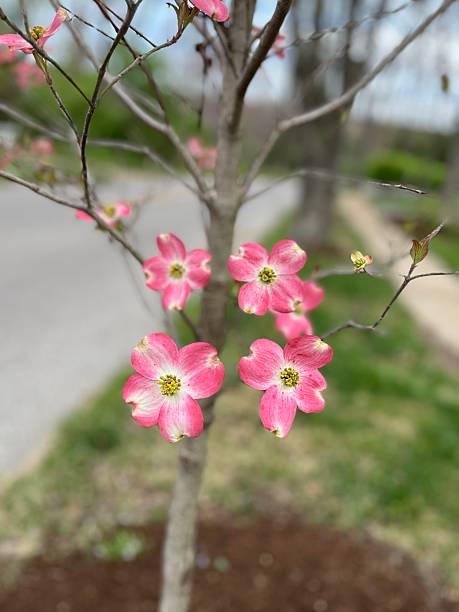 istock Pink dogwood tree in bloom 2230332463