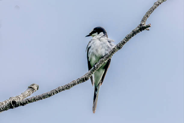 istock Ryukyu minivet on a branch of tree. 2230333145