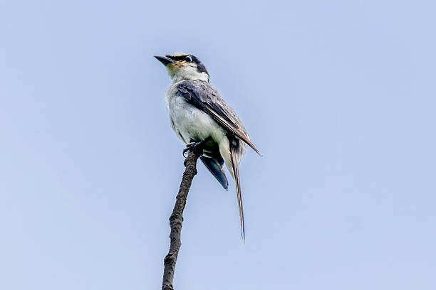 istock Ryukyu minivet on a branch of tree. 2230333197