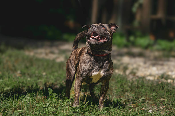 Brindle french bulldog standing on grass in sunlit garden in an animal shelter