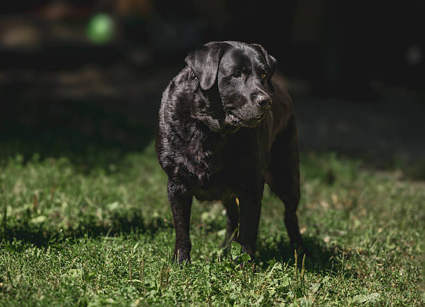 Black labrador retriever standing on grass in sunlight in an animal shelter