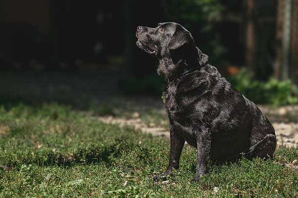 Black labrador sitting on grass in sunlit backyard in an animal shelter