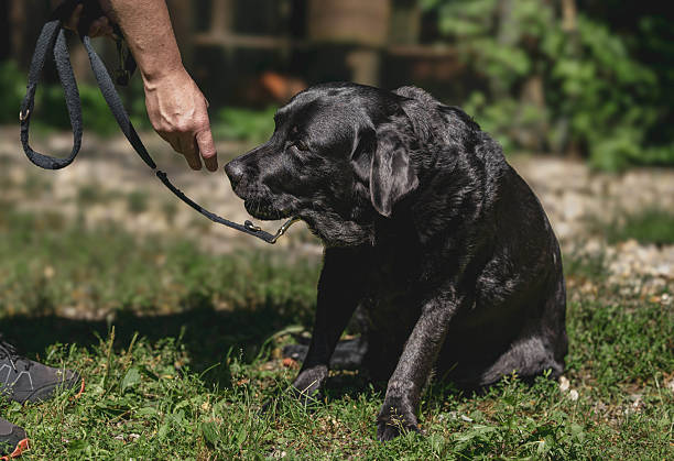 istock Adult labrador retriever training outdoors with male handler 2230333536