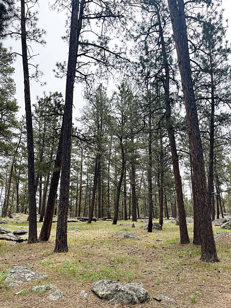 istock Woodland forest with tall pine trees 2230333666