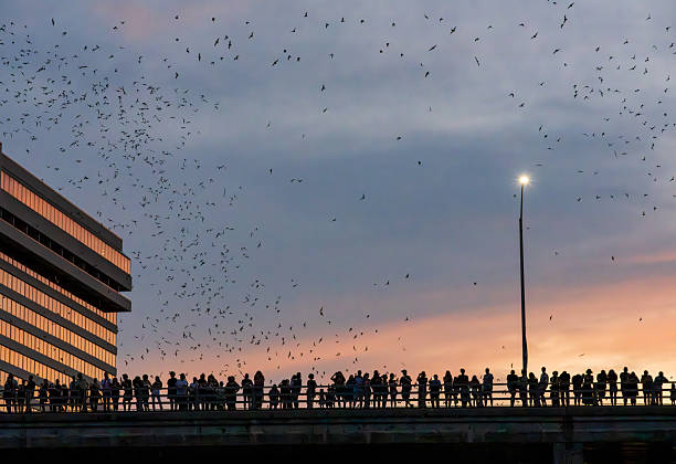 istock Bat watchers crowd on Congress Avenue bridge as bats fly overhead 2230334141