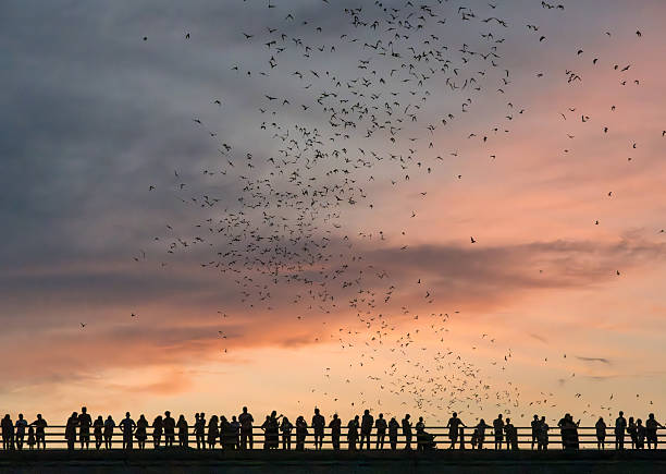 istock Bat watchers crowd on Congress Avenue bridge as bats fly overhead 2230334435