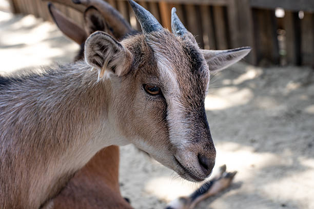Portrait of animal. A close-up of a small goat's head.
