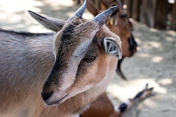 Portrait of animal. A close-up of a small goat's head.