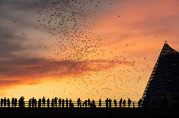 istock Bat watchers crowd on Congress Avenue bridge as bats fly overhead 2230335448