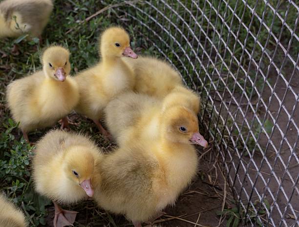 Adorable baby geese standing together on fresh green grass in a natural outdoor setting. Perfect for wildlife photography, farm themes, spring, and Easter designs.