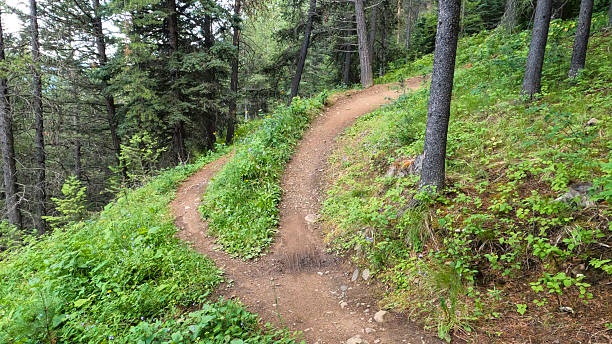 Forke Path 1,200+ Fork In Forest Trail Stock Photos, Pictures & Royalty-Free ...