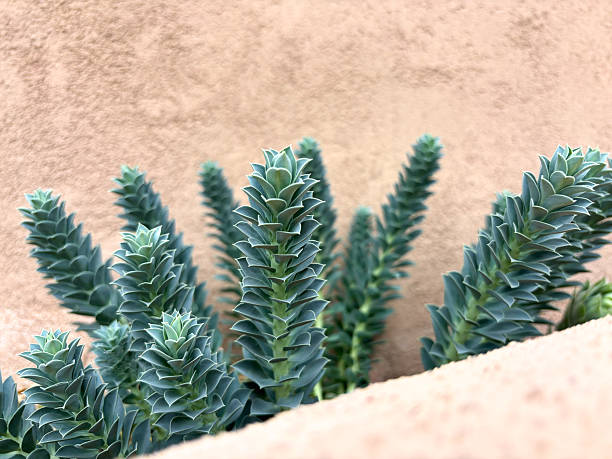 Southwest/Santa Fe Style: Euphorbia and Adobe Walls