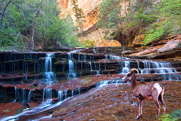 Left Fork ( Subway) beautiful hike in Zion National Park, Utah. Autumn Waterfall