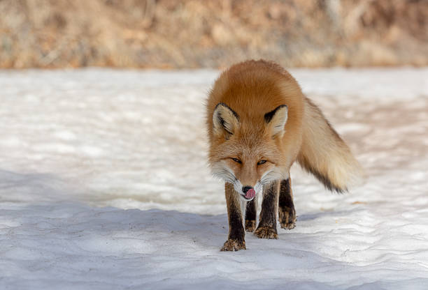 A red fox walks across a snowy field in Hokkaido, Japan, with its tongue slightly out as it moves cautiously. Its thick winter coat and alert expression capture the essence of survival in cold northern climates.