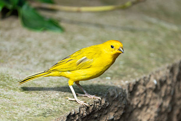 The vibrant Saffron Finch, native to South America, flaunts striking saffron plumage. A symbol of tropical beauty.