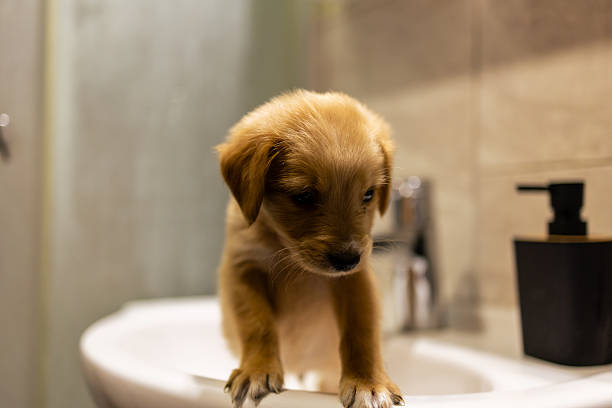 Wet Maltipoo puppy while bathing in the bathroom. Close-up, selective focus