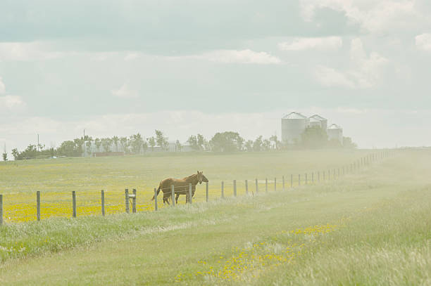 Horse out in the field in Amish Country, PA