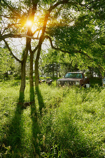 Vintage pickup truck parked in tall grass under trees with sunlight streaming through in Saskatchewan, Canada.