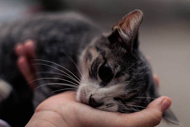 istock Close-Up of Gray Tabby Cat Being Petted 2230342229