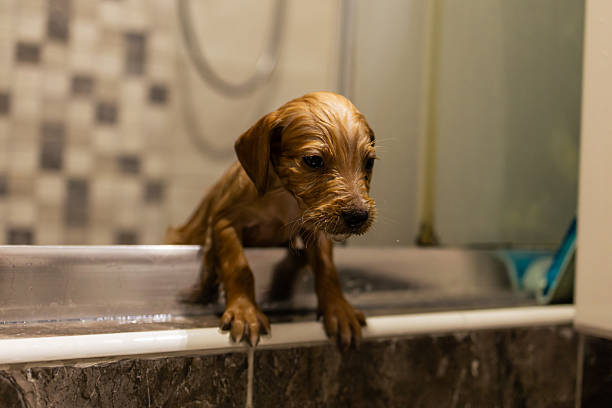 Adorable wet golden retriever puppy standing with its front paws on the edge of a bathtub after a bath. The puppy looks down with a curious and slightly cautious expression, while the bathroom tiles and shower setup create a warm and homely background