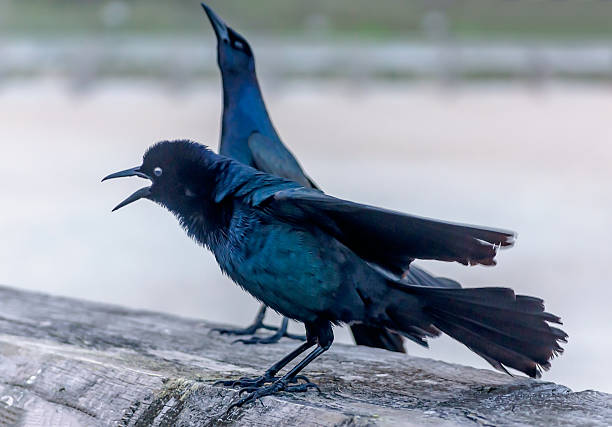 A boat-tailed grackle calls at St. Johns County Ocean Pier, April 14, 2015, in St. Augustine, Florida. The boat-tailed grackle is a passerine bird commonly found in the southeastern U.S.