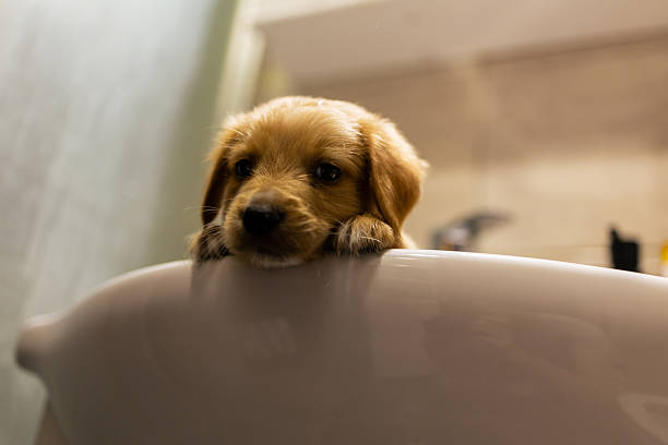 istock Golden Retriever Puppy Resting Head on Sink Edge 2230342652