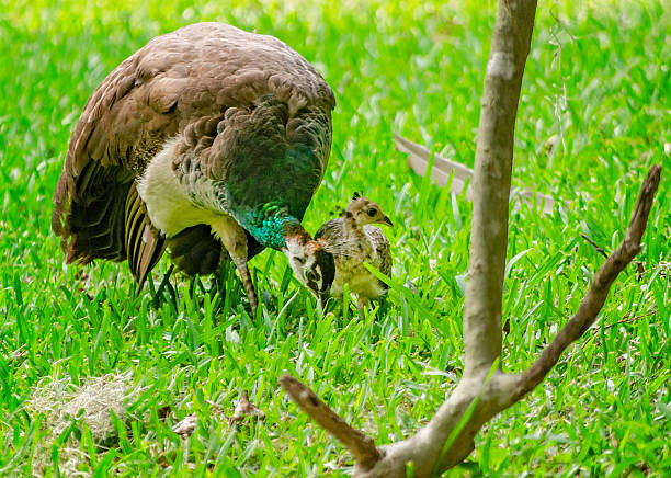 An Indian peahen forages with her peachick, Sept. 6, 2019, in St. Augustine, Florida.