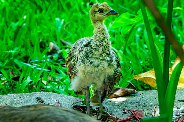 Portrait of a Silke Chicken Chick